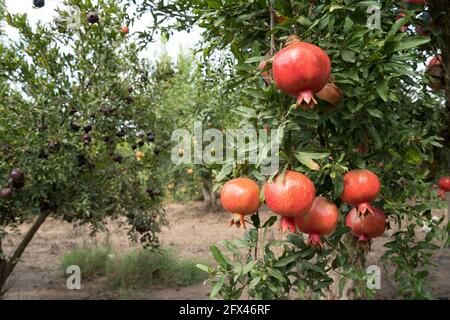 Pomegranate tree plantation on picking season Stock Photo