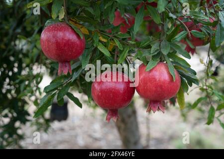 Pomegranate tree plantation on picking season Stock Photo