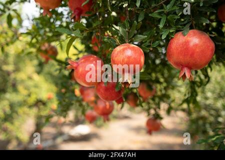 Pomegranate tree plantation on picking season Stock Photo