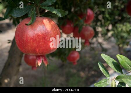 Pomegranate tree plantation on picking season Stock Photo