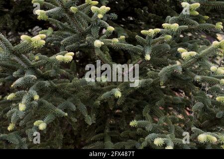 New growth on Spanish fir, Abies pinsapo, close up of foliage. Sierra de las nieves, Andalucia, Spain. Stock Photo