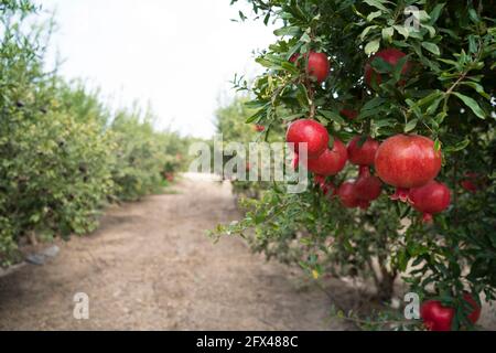 Pomegranate tree plantation on picking season Stock Photo