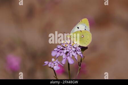 Dark Clouded Yellow or Common Clouded Yellow, butterfly, Colias croceus feeding on Candytuft flower, Spain. Andalusia. Stock Photo