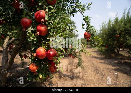 Pomegranate tree plantation on picking season Stock Photo