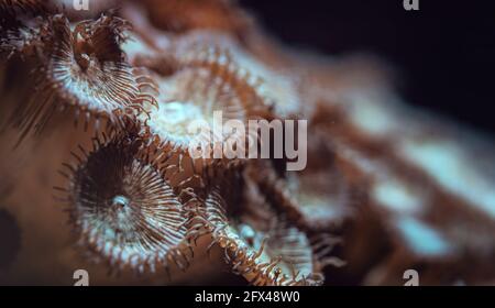 Underwater photo - orange flower like corals emitting light under UV bulb, abstract marine background, shallow depth of field photo only few tentacles Stock Photo