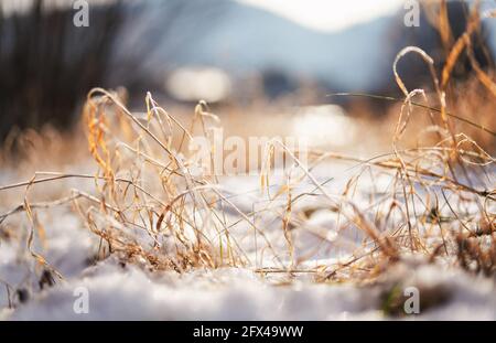Frozen orange dry grass blades, snow patches near closeup detail - shallow depth of field abstract photo illustrating late autumn Stock Photo