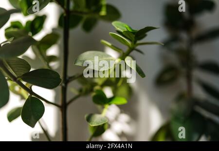Sun shines on room plants from side, casting shadows - shallow depth of field photo, only few leaves in focus Stock Photo