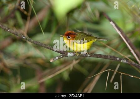 Yellow-breasted Warbler (Phylloscopus montis montis) adult perched on branch  (endemic Bornean subspecies) Kinabalu NP, Sabah, Borneo          January Stock Photo