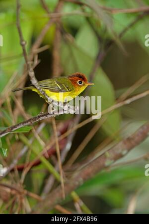 Yellow-breasted Warbler (Phylloscopus montis montis) adult perched on twig  (endemic Bornean subspecies) Kinabalu NP, Sabah, Borneo          January Stock Photo