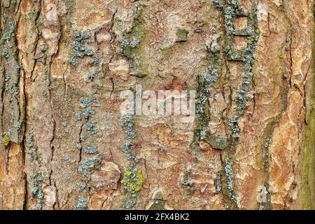 Tree texture. Close-up of sycamore tree bark (Acer pseudoplatanus) Stock Photo