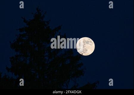 March super moon over Germany, rising behind trees Stock Photo