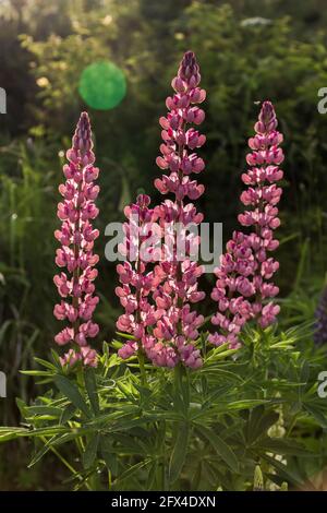 Lupinus, commonly known as lupin or lupine (North America), is a genus of flowering plants in the legume family, Fabaceae Stock Photo