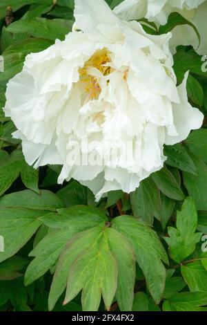 Peony Renkaku flower white Japanese tree peony White peony flower on green Stock Photo