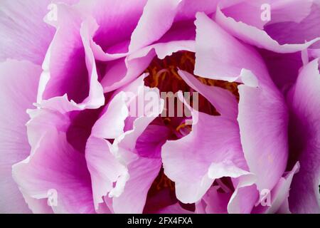 Peony Shimano-Fuji flower pale purple Stock Photo