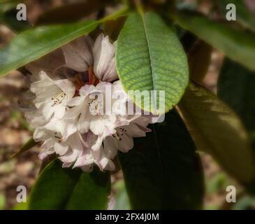 Rhododendron rex, king rhododendron, flowers and foliage, natural plant portrait Stock Photo