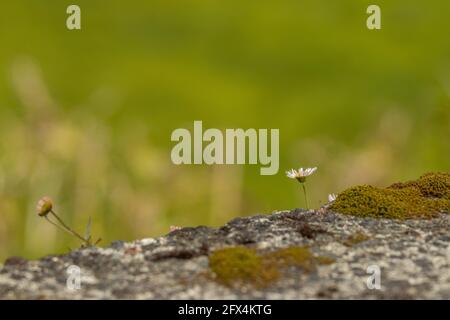 Daisy growing on rocks, moss, blurred green background. Stock Photo