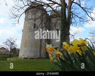 Spring daffodils in front of the moated medieval castle at the village of  Nunney in Somerset which dates from the 1370s it was besieged and damaged b Stock Photo