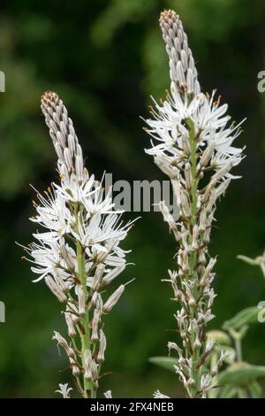 Asphodelus albus white flower spikes White Asphodel Stock Photo