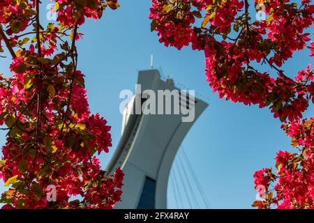 Beautiful spring view of the Olympic stadium tower with colorful trees in bloom Stock Photo