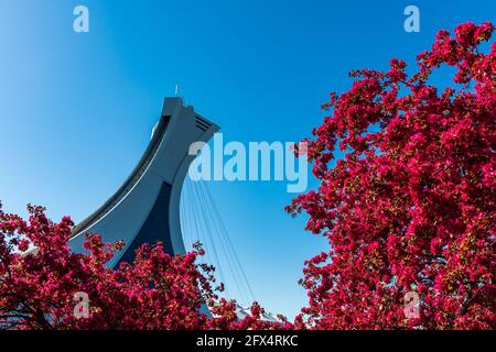 Beautiful spring view of the Olympic stadium tower with colorful trees in bloom Stock Photo