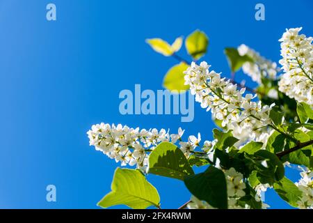 Beautiful flowering branches of Prunus padus, known as bird cherry, hackberry, hagberry, or Mayday tree Stock Photo