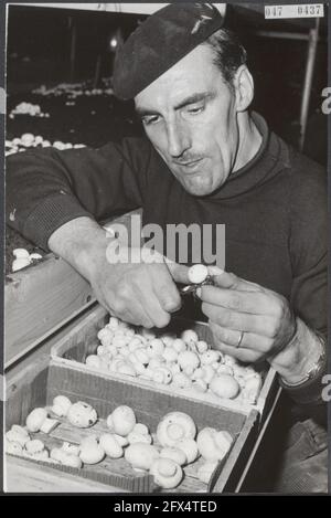 Ex oyster growers from Yerseke bring in first mushroom harvest. [name grower: Marinus de Munck], 19 February 1964, mushrooms, horticulture, The Netherlands, 20th century press agency photo, news to remember, documentary, historic photography 1945-1990, visual stories, human history of the Twentieth Century, capturing moments in time Stock Photo