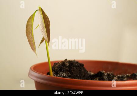 Mango sprout in a brown pot. Young leaves start out red, turn yellow then green. Life symbol concept. Copy space. Stock Photo