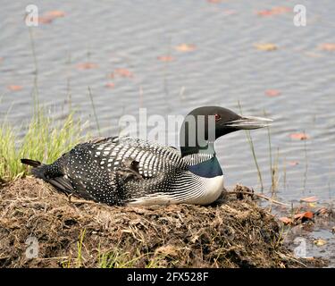 Loon nesting and protecting brood eggs  in its environment with a blur blue water background. Loon Nest Image. Loon Brood Eggs. Common Loon Image. Stock Photo