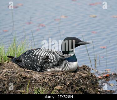 Loon nesting and protecting brood eggs  in its environment with a blur blue water background. Loon Nest Image. Loon Brood Eggs. Common Loon Image. Stock Photo