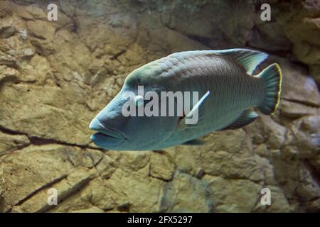 Fish tank of sea aquarium with Humphead Maori Wrasse or Cheilinus undulatus. Stock Photo