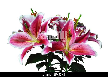 Lily flowers isolated on white background. Stargazer lily. Oriental lily Stock Photo