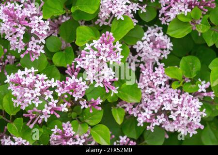 Syringa meyeri Palibin Lilac Stock Photo