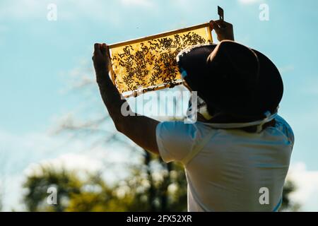 Beekeeper with a cowboy protective hat inspecting hive frame full of bees on a sun and looking for a queen. Stock Photo