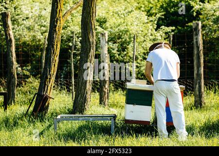 Back look on a beekeeper working with bees colony in the green forest surrounding. Minimal, simple life on a sunny day.