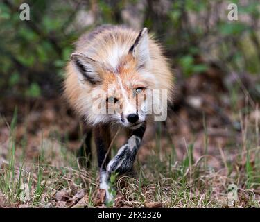 Red fox close-up profile view looking at camera with a blur background and enjoying its environment and habitat. Fox Image. Picture. Portrait. Photo. Stock Photo