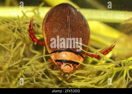 Male of diving beetle (Graphoderus bilineatus) in natural habitat Stock Photo