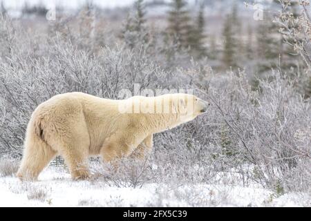 One solitary male polar bear walking across frozen, snowy landscape in arctic northern Canada during it's migration to the freezing ocean Stock Photo