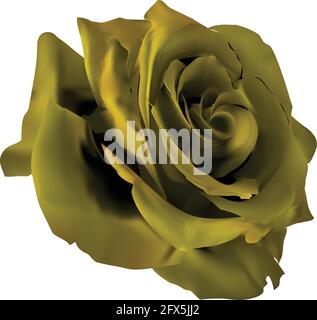 detailed vector black yellow rose Stock Vector