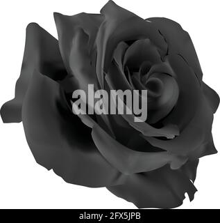 Detailed vector black rose flower Stock Vector