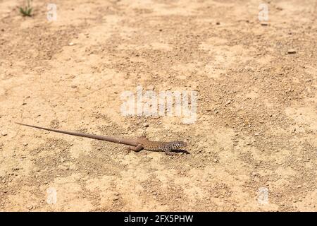 Los Padres National Forest, CA, USA - May 21, 2021: Closeup of brownish long-tail Common side-blotched lizard in straight line on yellow dry dirt. Stock Photo