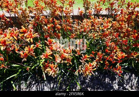 Cypress, California, USA 24th May 2021 A general view of atmosphere of Forest Lawn Cypress Memorial Park on May 24, 2021 in Cypress, California, USA. Photo by Barry King/Alamy Stock Photo Stock Photo