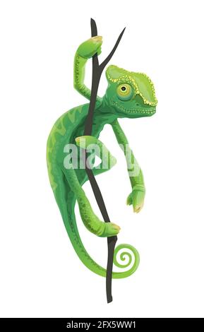 Cute green chameleon sitting on tree branch. Exotic lizard pet, tropical forest reptile or zoo Africa or Madagascar jungles animal. Chameleon lizard w Stock Vector