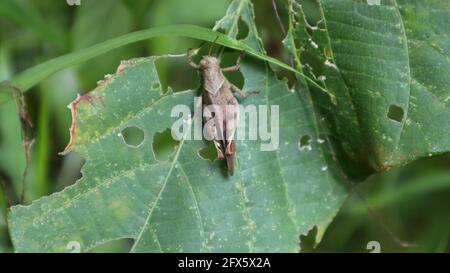 A brown grasshopper on a large leaf eaten by insects Stock Photo