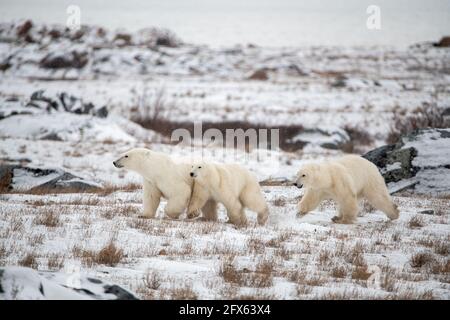 A mother polar bear and two young cubs yearlings walking across the tundra landscape with white snow, bushes and looking directly ahead of them. Stock Photo