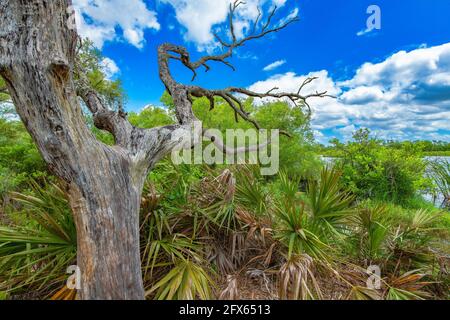 Dead tree among Florida, foliage, saw palmetto at the edge of Gator Lake in St. Andrews State Park. Stock Photo