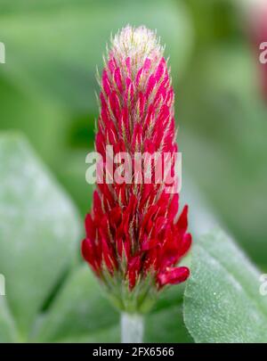 Blooming  Trifolium incarnatum also known as crimson clover or Italian clover. Close up. Detail. Selective focus. Stock Photo