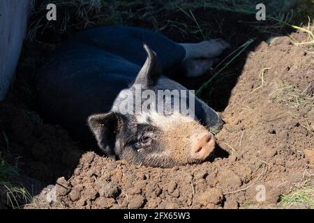 Free ranging Berkshire Duroc hog sleeping outdoors in a dirt wallow dug in the shade of a barn on a farm, Alberta, Canada Stock Photo