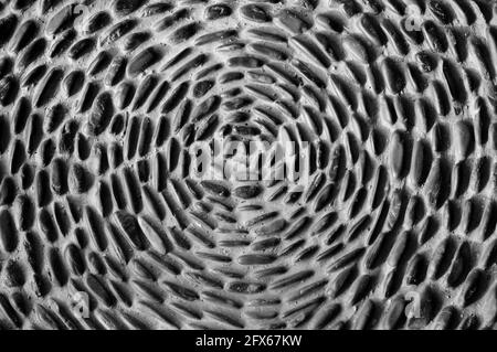 Pebbles Cemented Together in a Radial Pattern Stock Photo