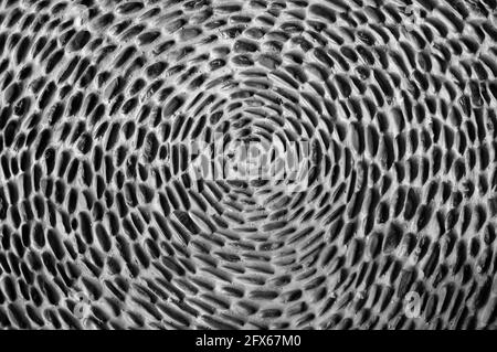 Pebbles Cemented Together in a Radial Pattern Stock Photo