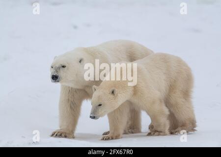 Two polar bears with white background during their migration to the sea ice with full body showing while walking across snow. Stock Photo